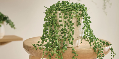 Les plantes chez soi : une tendance qui booste les ventes immobilières